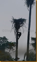 Guinea Bissau0811