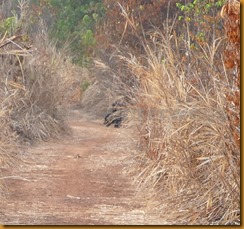 Guinea Bissau0850