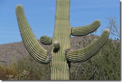 P1780995